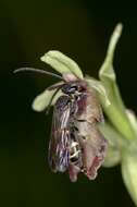 Image of Fly orchid