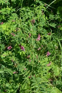 Imagem de Lathyrus niger (L.) Bernh.