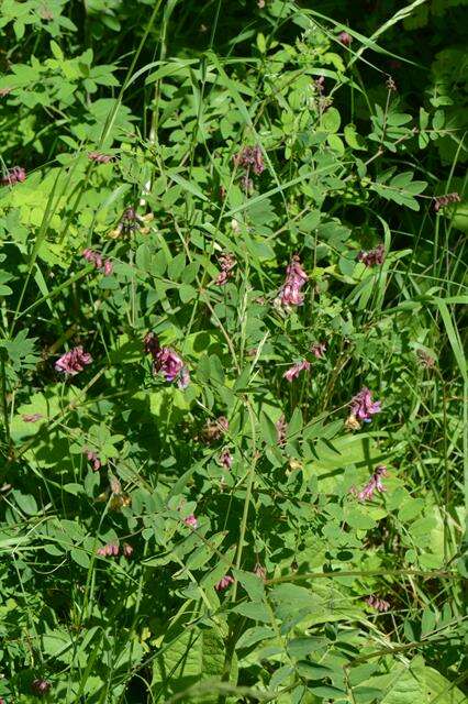 Lathyrus niger (L.) Bernh. resmi