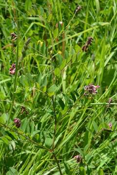 Lathyrus niger (L.) Bernh. resmi