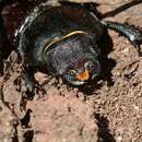 Image of Stag beetle