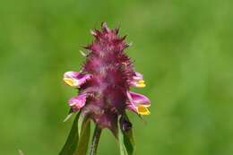 Image of Crested Cow-wheat