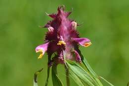 Image of Crested Cow-wheat