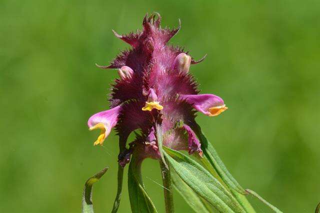 Image of Crested Cow-wheat