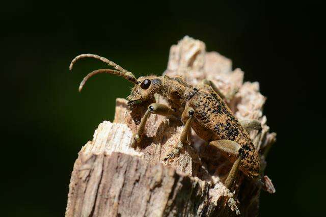 Image of Rhagium