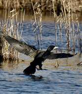 Image of Black Shag