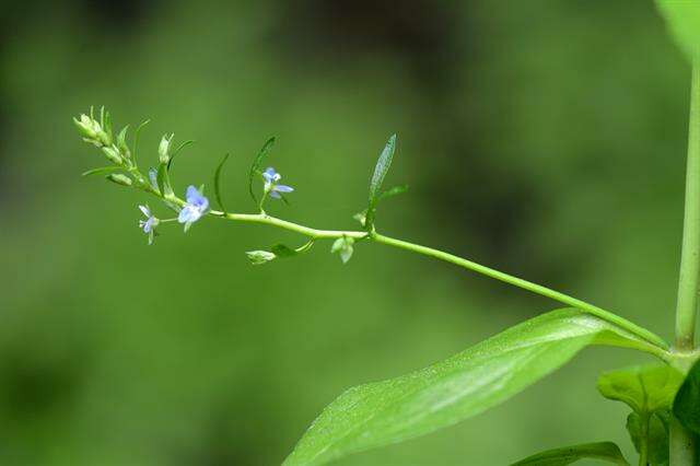 Image of brooklime, water, marsh speedwell