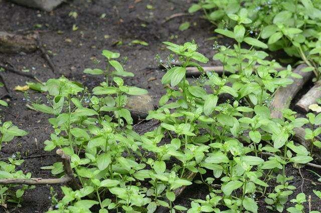 Image of brooklime, water, marsh speedwell