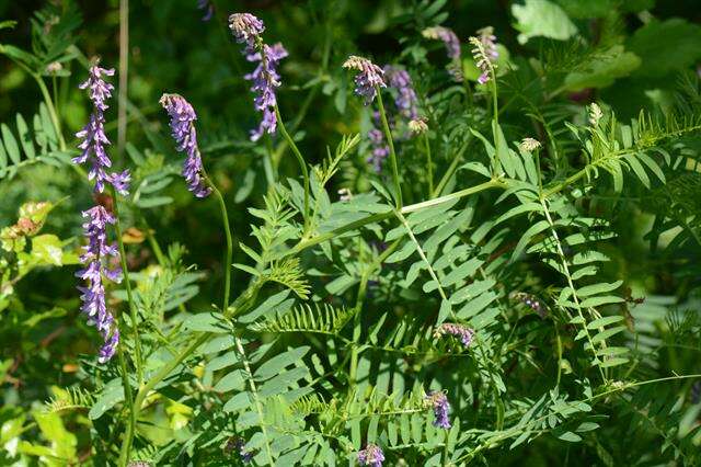 Imagem de Vicia tenuifolia Roth