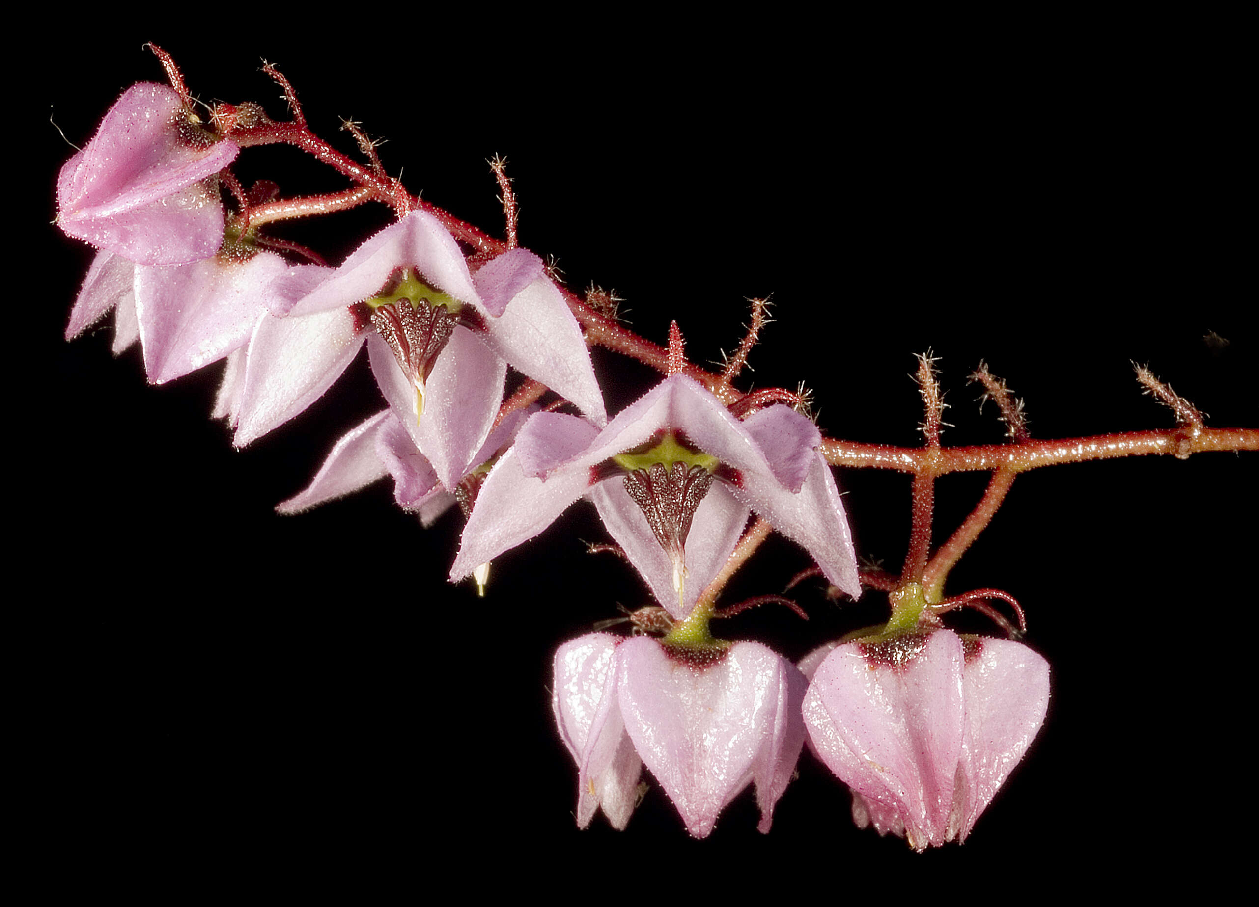 Image of Lasiopetalum glutinosum (Lindl.) F. Müll.