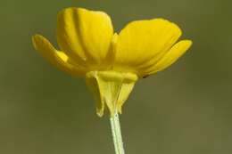 Image of creeping buttercup