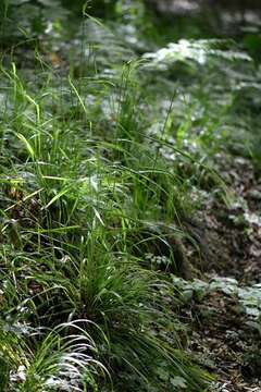 Image of fescue