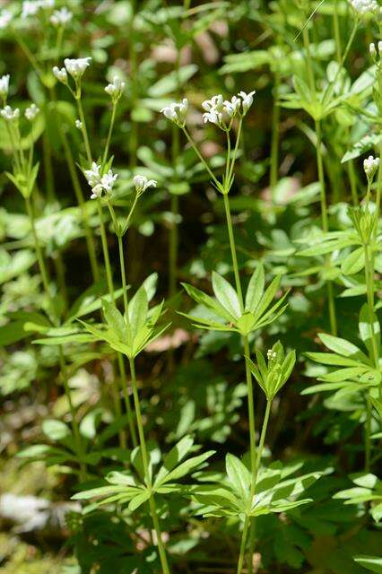 Image of bedstraw