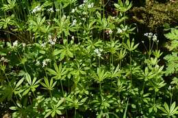 Image of bedstraw