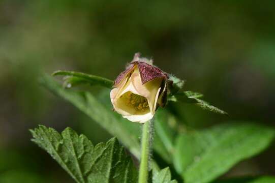 Image of avens