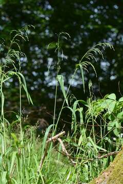 Image of milletgrass