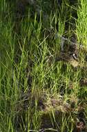 Image of Meadow Grasses