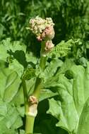 Image of rhubarb