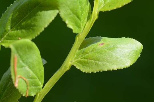 Image of blueberry