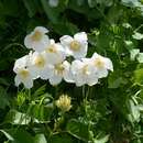 Image of Snowdrop Anemone