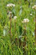 Image of valerian