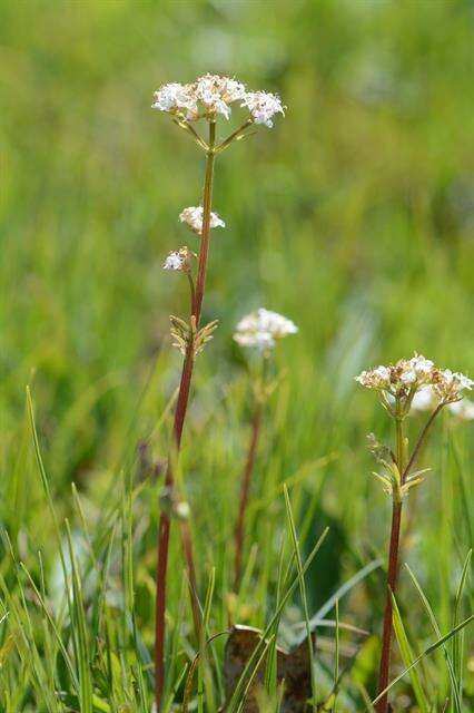 Image of valerian