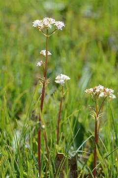 Image of valerian