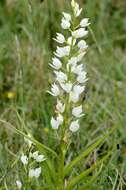 Cephalanthera resmi