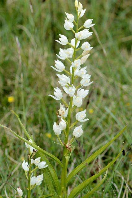 Image of cephalanthera