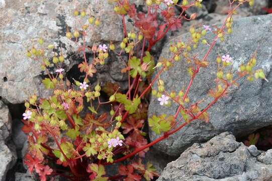 Image of shining geranium