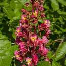 Image of red horse-chestnut