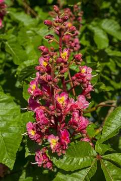 Слика од Aesculus carnea Hayne