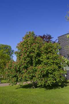 Imagem de Aesculus carnea Hayne