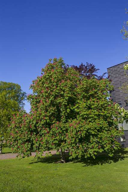 Image of red horse-chestnut