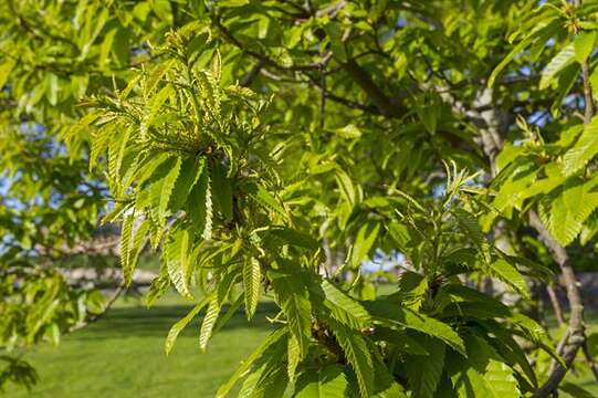 Image of chestnut