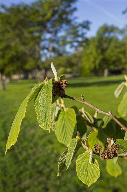 Hamamelis japonica Sieb. & Zucc. resmi