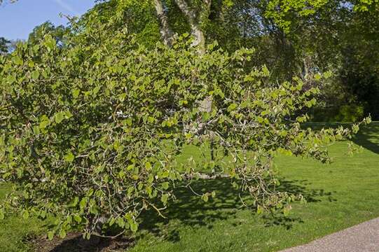 Image of Japanese Witch Hazel