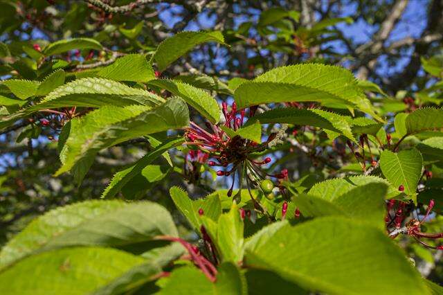 Image de Prunus sargentii Rehd.