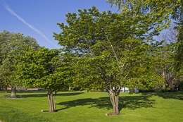 Image de Prunus sargentii Rehd.