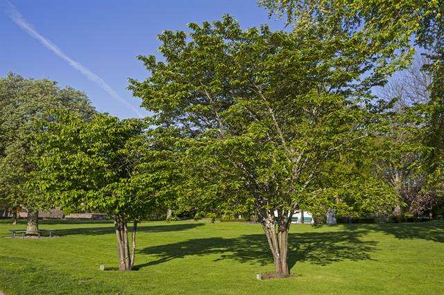 Image de Prunus sargentii Rehd.