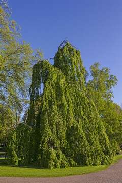 Image of beech