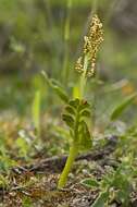 Image of grapefern