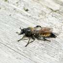 صورة Laphria flava (Linnaeus 1761)