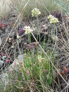 Image of Allium flavescens Besser