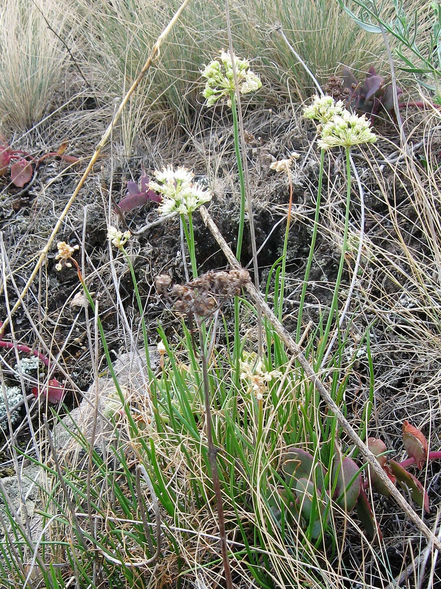 Image of Allium flavescens Besser