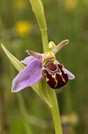 Plancia ëd Ophrys apifera Huds.