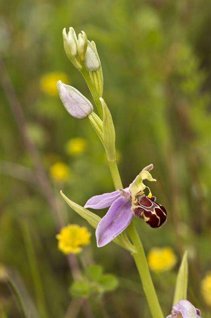 Image of Bee orchid
