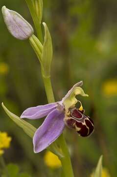 Image of Bee orchid