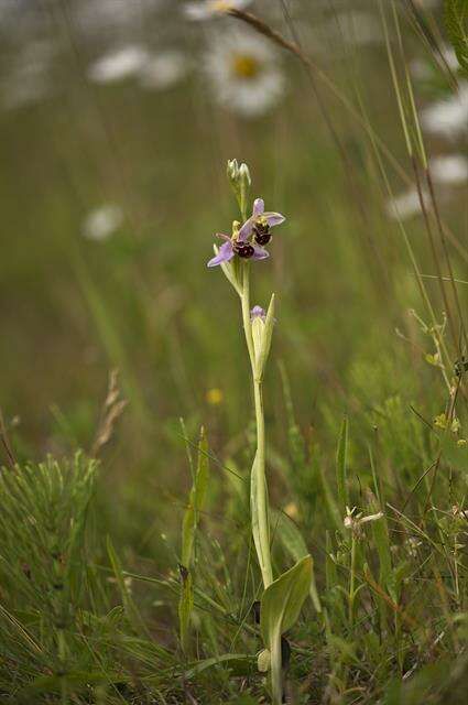 Image of Bee orchid