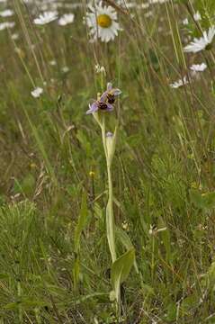 Image of Bee orchid